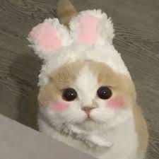 Mohammad Amir avatar